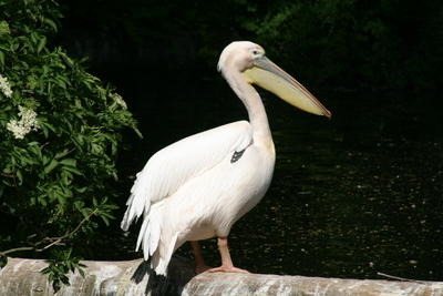 Pelikan