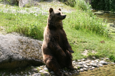 Braun Bär