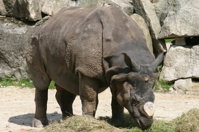 Nashorn