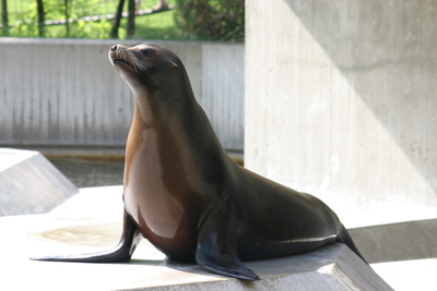 Seelöwe