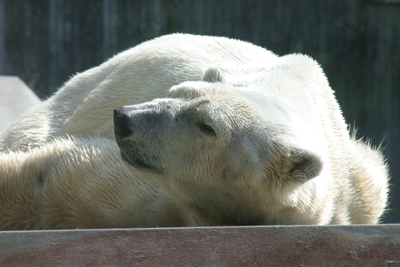 Eisbär