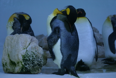 Pinguine