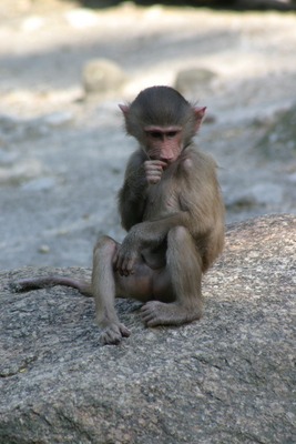 Affe
