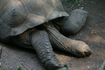 Schildkröte