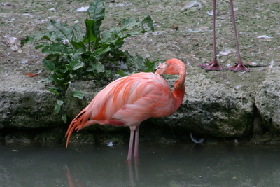 Flamingo