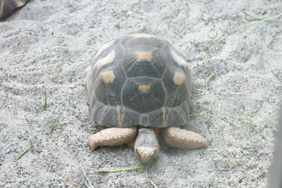 Schildkröte