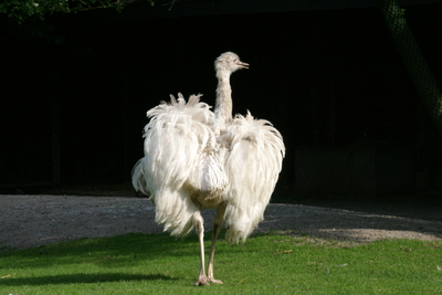 Strauß
