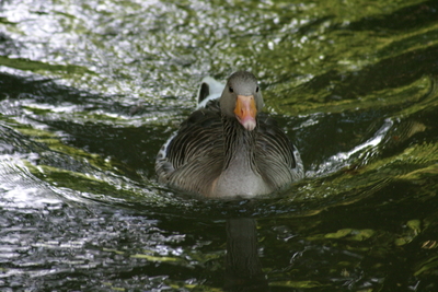 Wildente