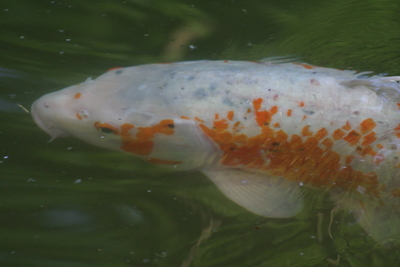 Koi