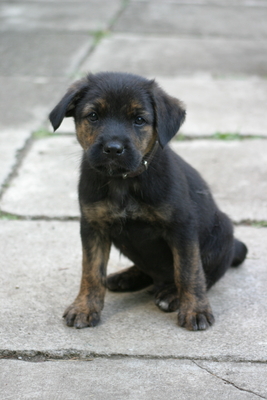 Charlie