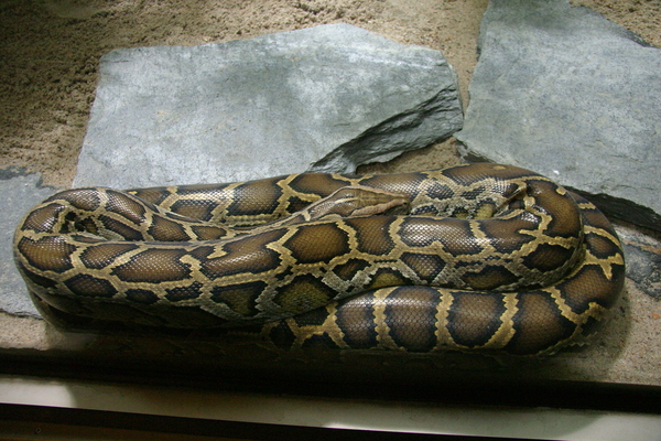 Heller Tigerpython 