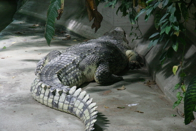 Das Nilkrokodil (Crocodylus niloticus) ist ein Vertreter aus der Familie der Krokodile, gehört den Echten Krokodilen an und wird